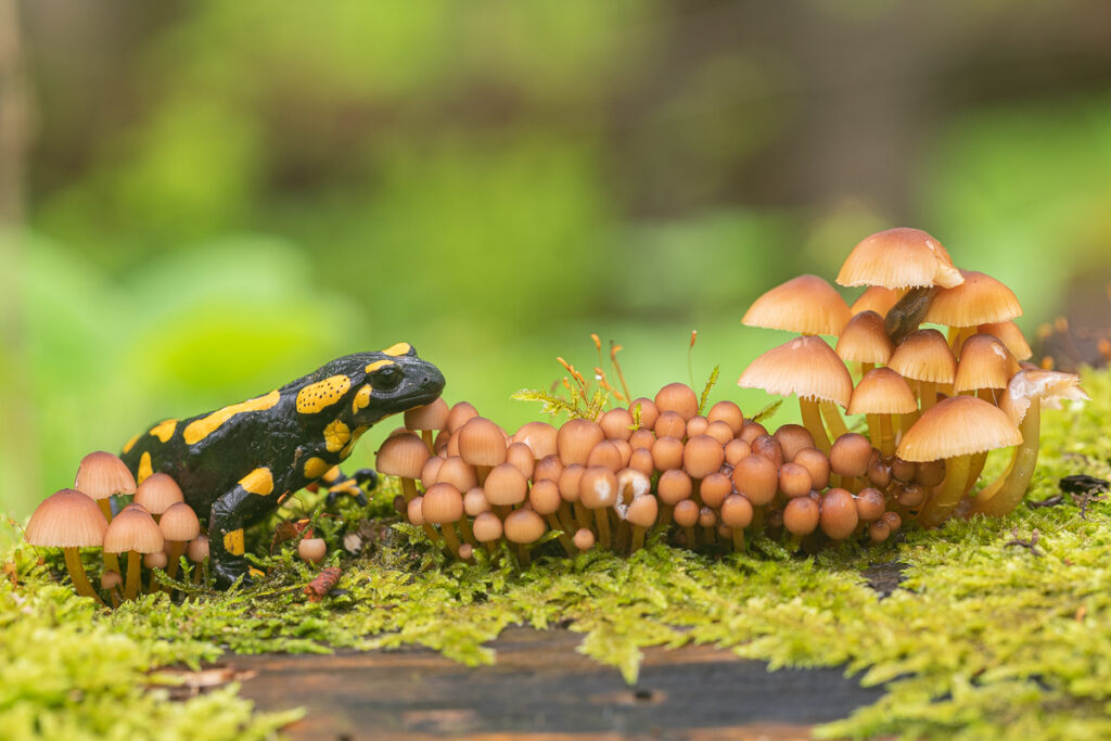Mlok skvrnitý (Salamandra salamandra)