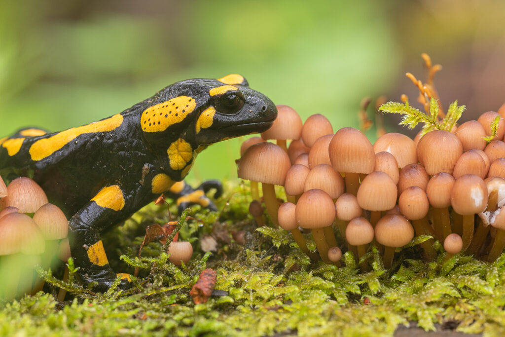 Mlok skvrnitý (Salamandra salamandra)