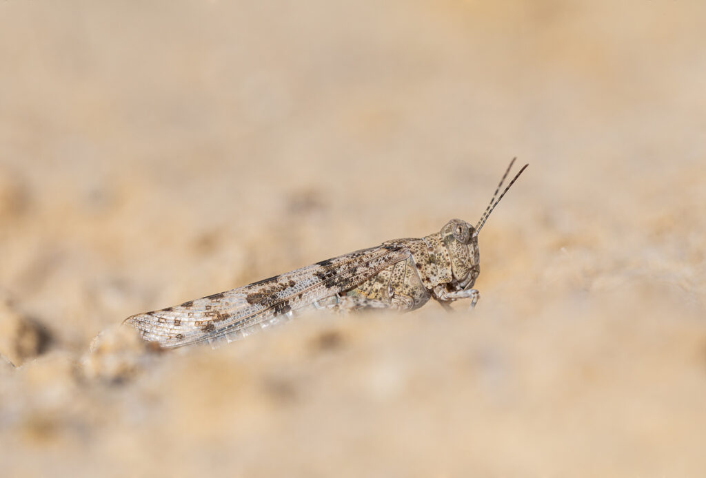 Saranče modrokřídlá (Oedipoda caerulescens) / 2021-09-12