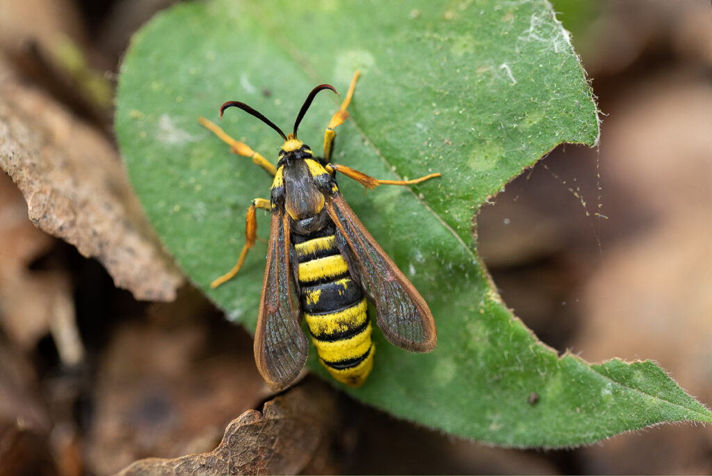 Nesytka sršňová (Sesia apiformis) / 2022-07-02