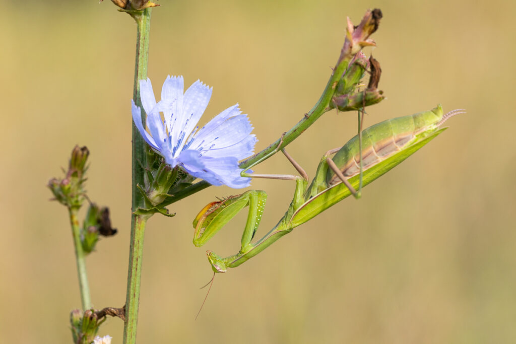 Kudlanka nábožná (Mantis religiosa) / 2022-08-13
