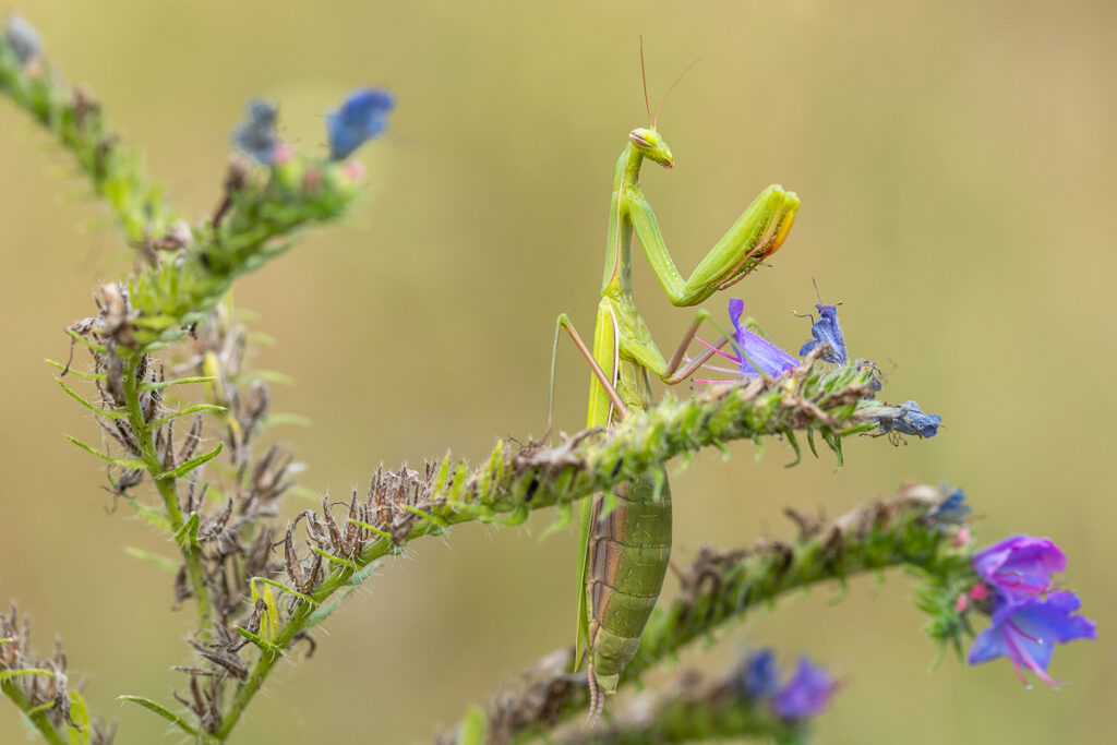Kudlanka nábožná (Mantis religiosa) / 2022-08-13