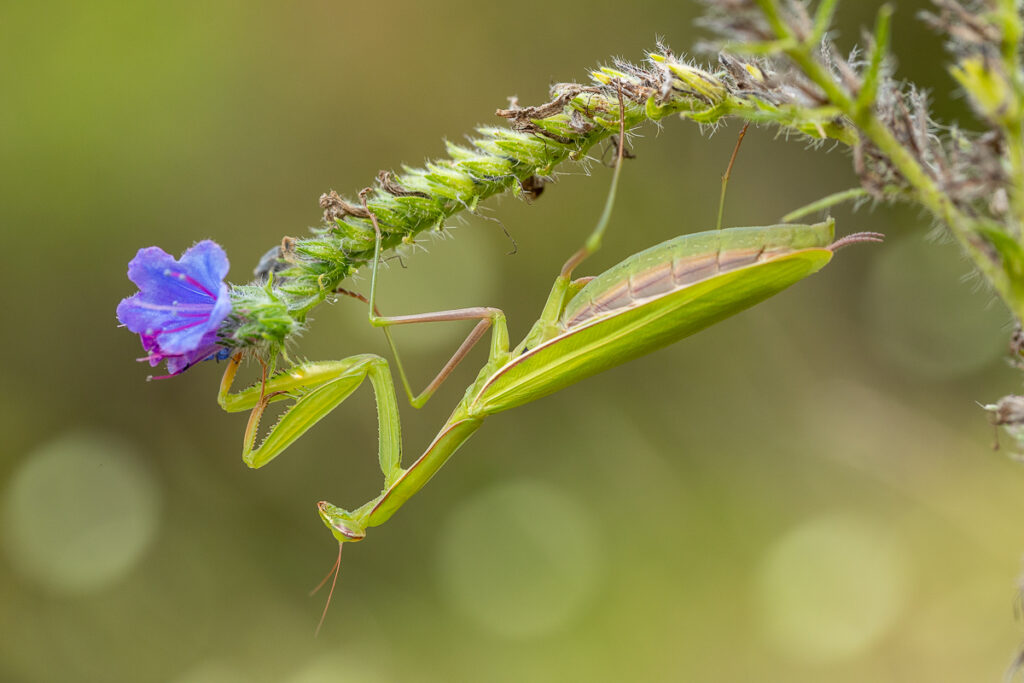 Kudlanka nábožná (Mantis religiosa) / 2022-08-13