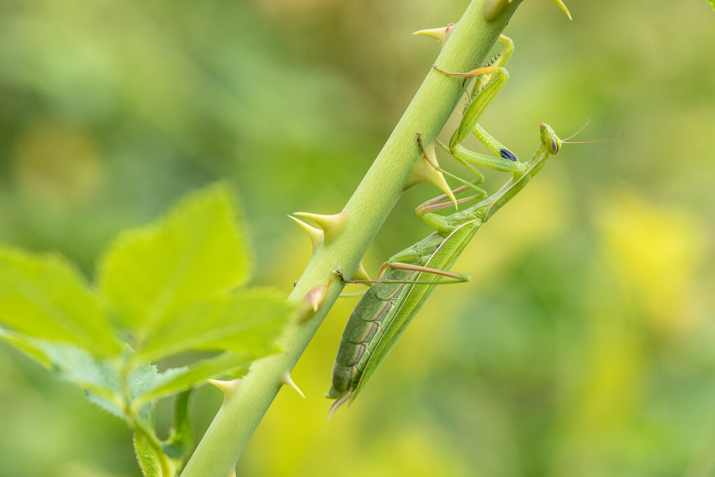 Kudlanka nábožná (Mantis religiosa) / 2022-08-13