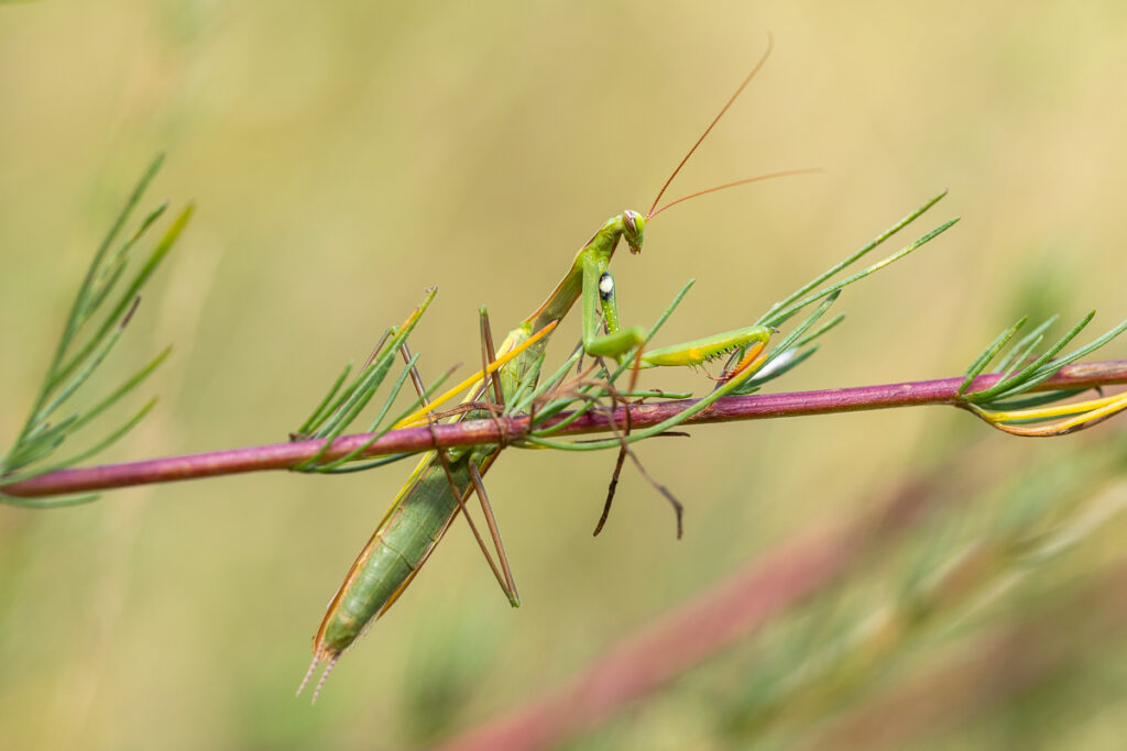 Kudlanka nábožná (Mantis religiosa) / 2022-08-20