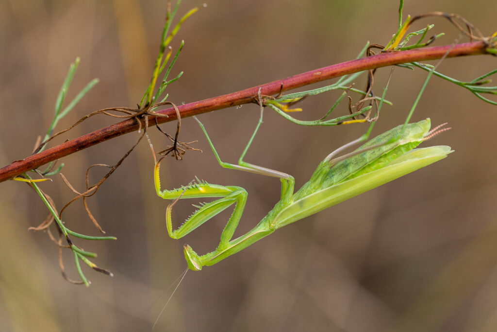 Kudlanka nábožná (Mantis religiosa) / 2022-08-20