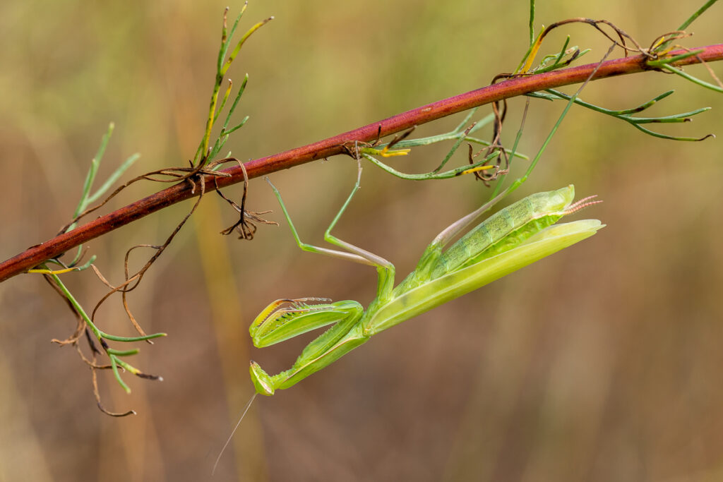 Kudlanka nábožná (Mantis religiosa) / 2022-08-20