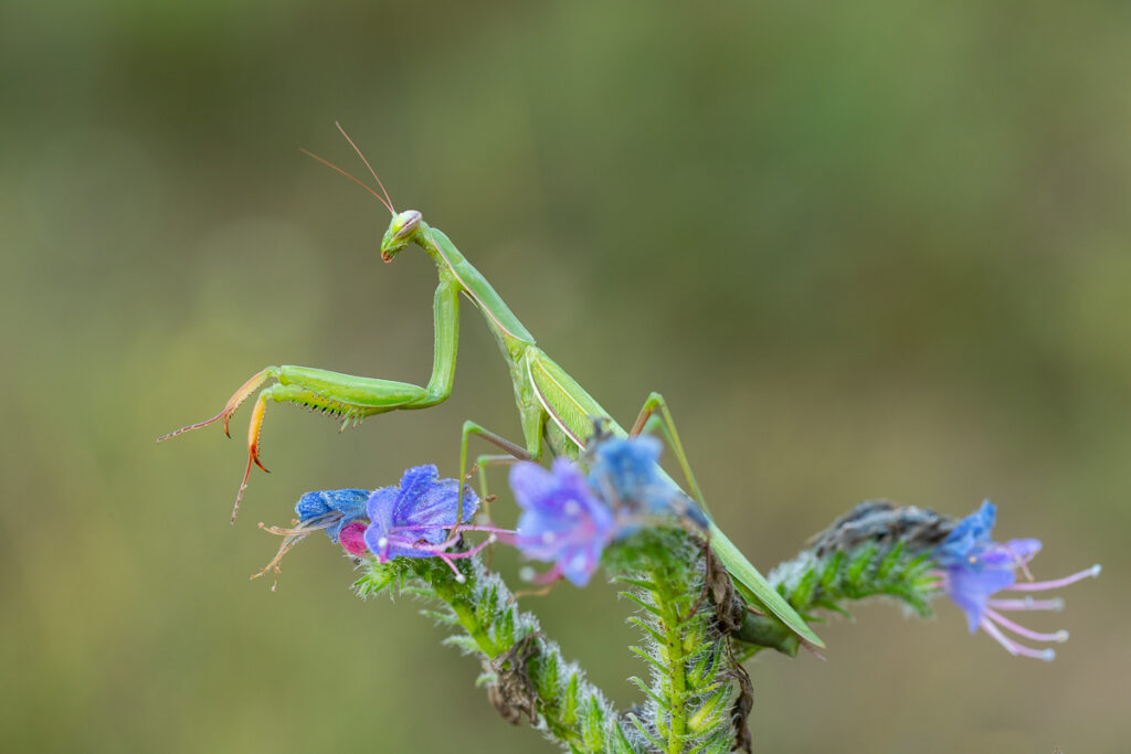 Kudlanka nábožná (Mantis religiosa) / 2022-08-26