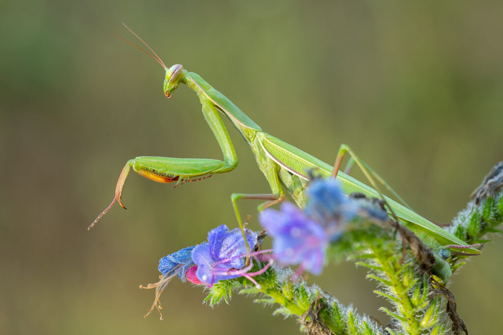 Kudlanka nábožná (Mantis religiosa) / 2022-08-26