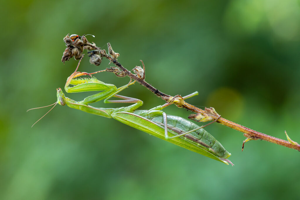 Kudlanka nábožná (Mantis religiosa) / 2022-08-26