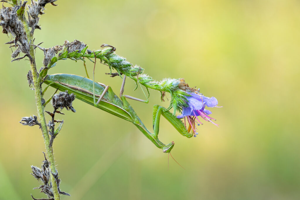 Kudlanka nábožná (Mantis religiosa) / 2022-08-26