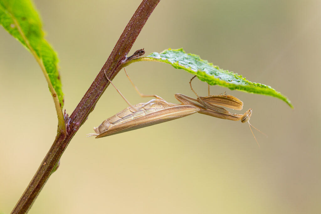 Kudlanka nábožná (Mantis religiosa) / 2022-08-27