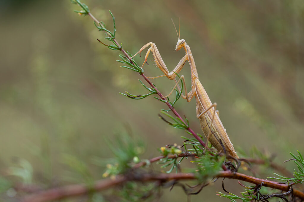 Kudlanka nábožná (Mantis religiosa) / 2022-08-27