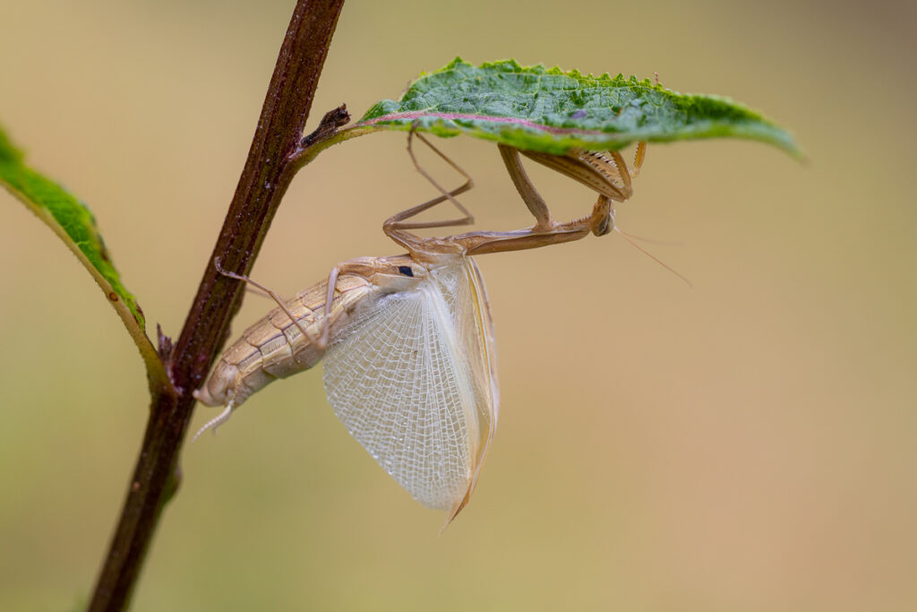 Kudlanka nábožná (Mantis religiosa) / 2022-08-27