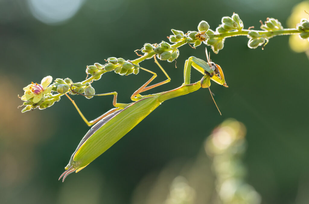 Kudlanka nábožná (Mantis religiosa) / 2022-08-13