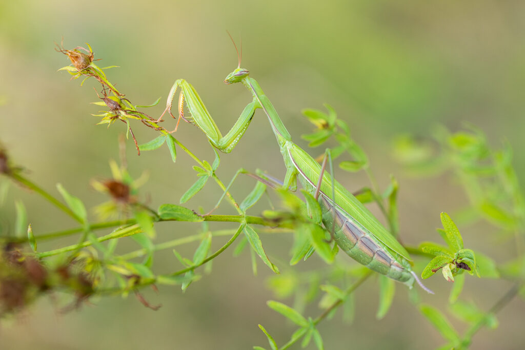 Kudlanka nábožná (Mantis religiosa) / 2022-08-13