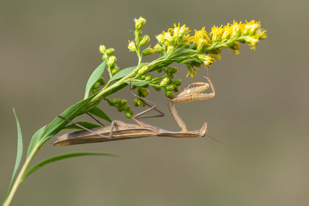 Kudlanka nábožná (Mantis religiosa) / 2022-09-03