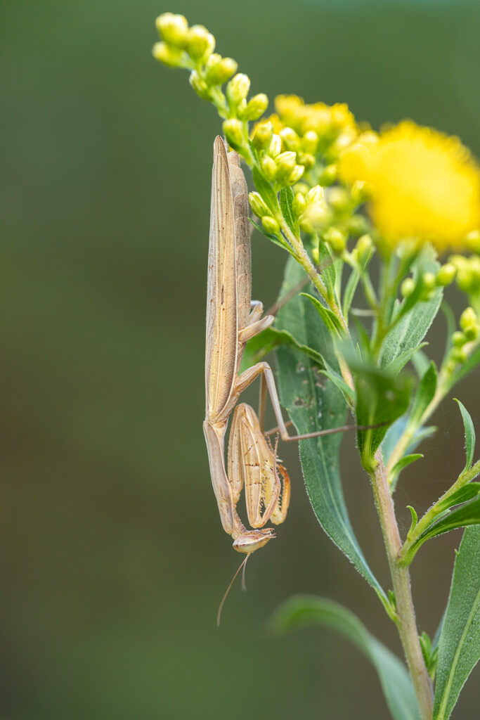 Kudlanka nábožná (Mantis religiosa) / 2022-09-03