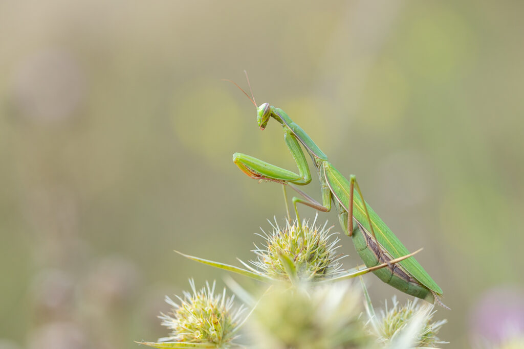 Kudlanka nábožná (Mantis religiosa) / 2022-09-03