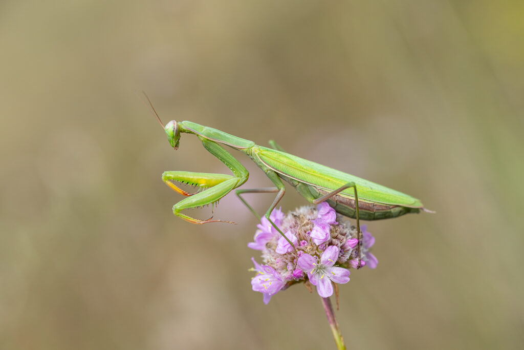 Kudlanka nábožná (Mantis religiosa) / 2022-09-03