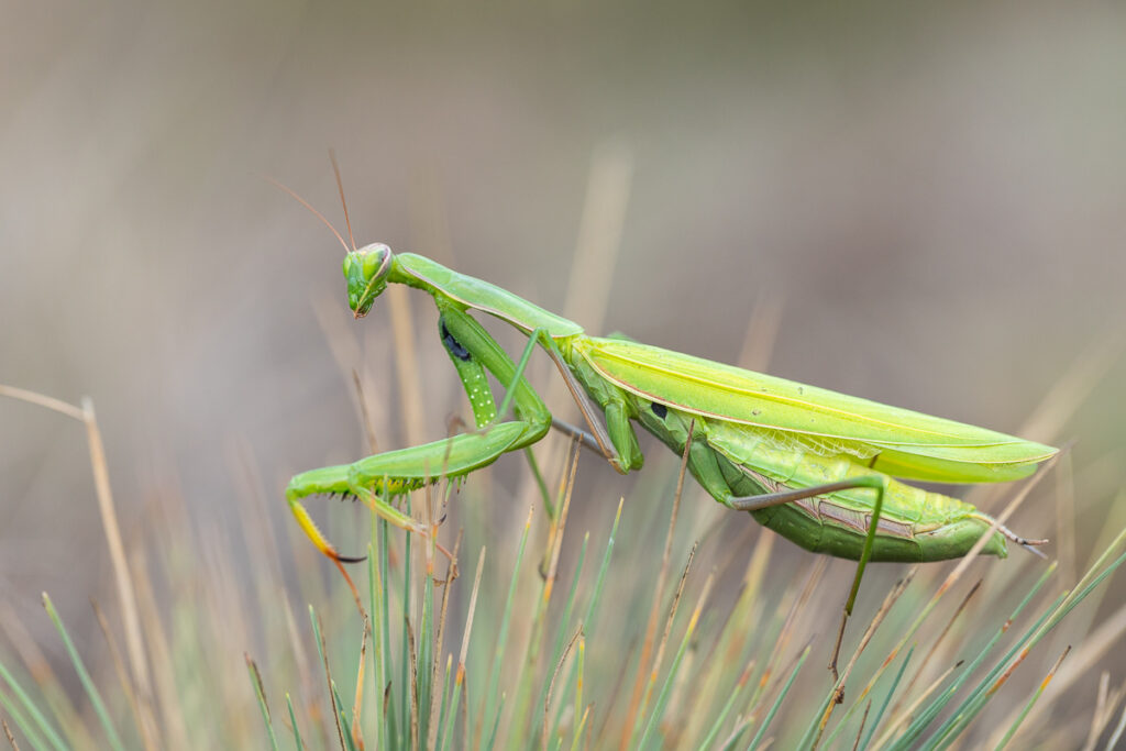Kudlanka nábožná (Mantis religiosa) / 2022-09-03