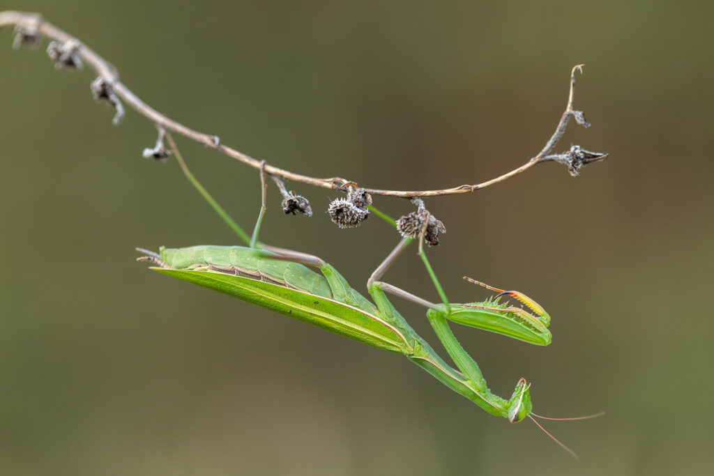 Kudlanka nábožná (Mantis religiosa) / 2022-09-03