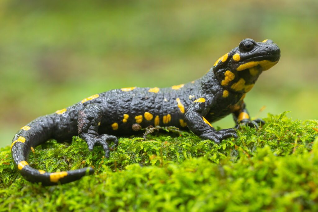 Mlok skvrnitý (Salamandra salamandra)