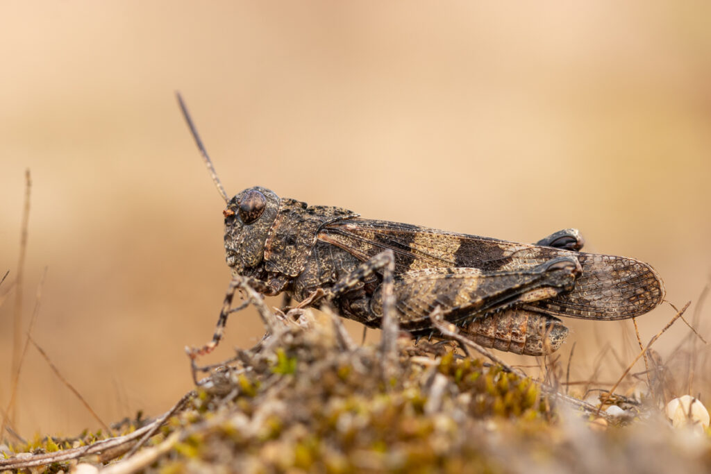 Saranče modrokřídlá (Oedipoda caerulescens) / 2022-09-24