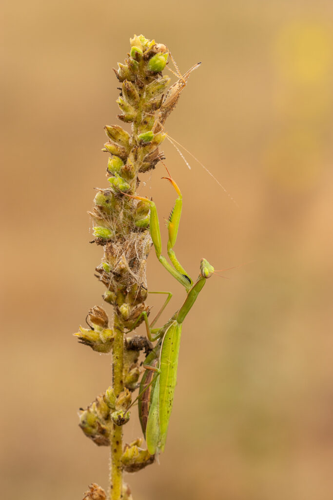 Kudlanka nábožná (Mantis religiosa) / 2022-09-09