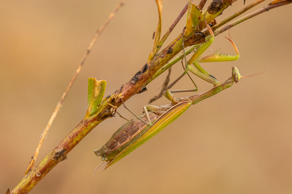 Kudlanka nábožná (Mantis religiosa) / 2022-09-09