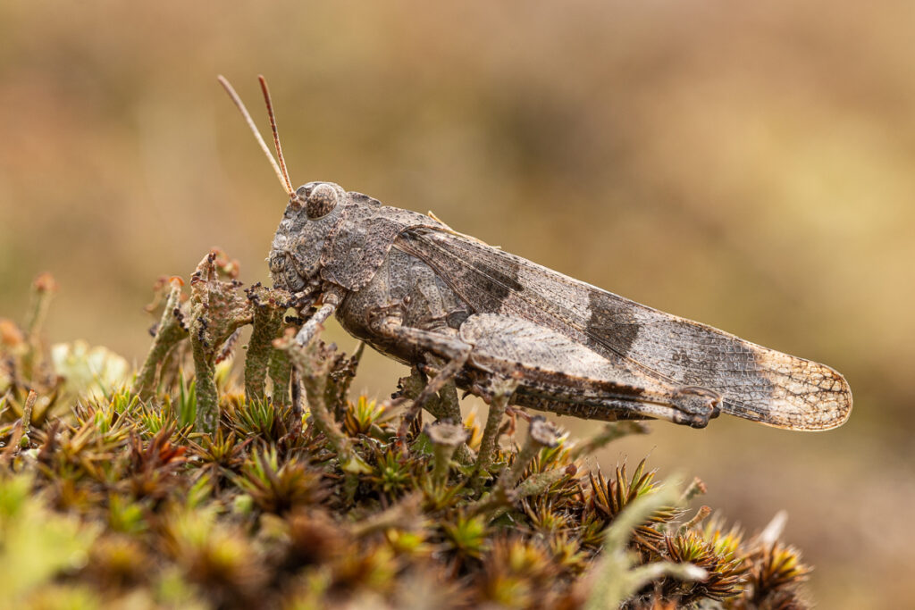 Saranče modrokřídlá (Oedipoda caerulescens) / 2022-09-11