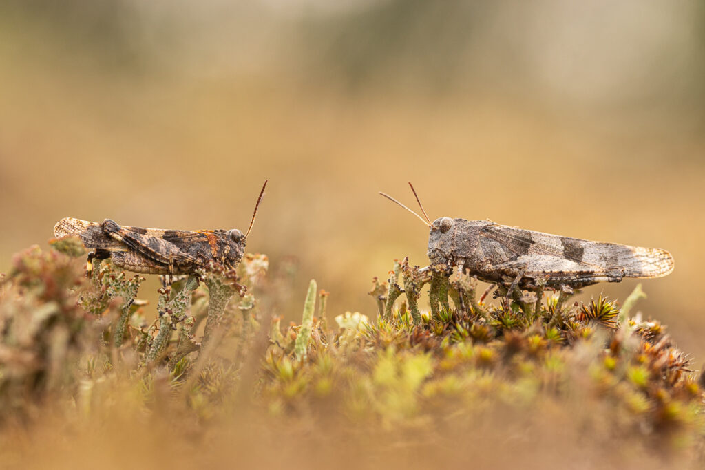 Saranče modrokřídlá (Oedipoda caerulescens) / 2022-09-11