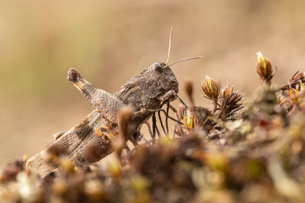 Saranče modrokřídlá (Oedipoda caerulescens) / 2022-09-11