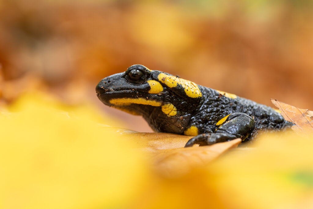 Mlok skvrnitý (Salamandra salamandra)