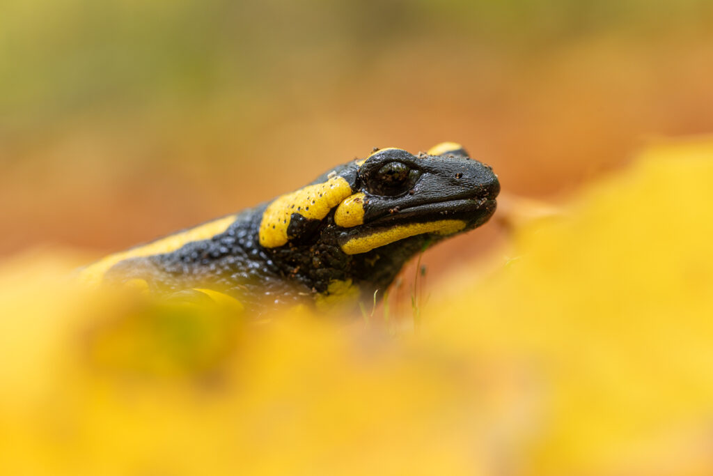 Mlok skvrnitý (Salamandra salamandra)