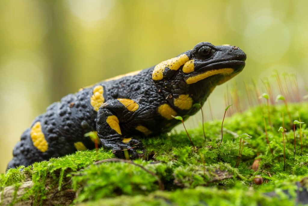 Mlok skvrnitý (Salamandra salamandra)