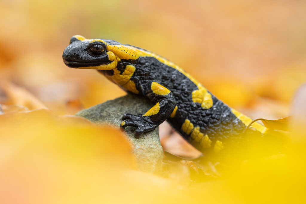 Mlok skvrnitý (Salamandra salamandra)