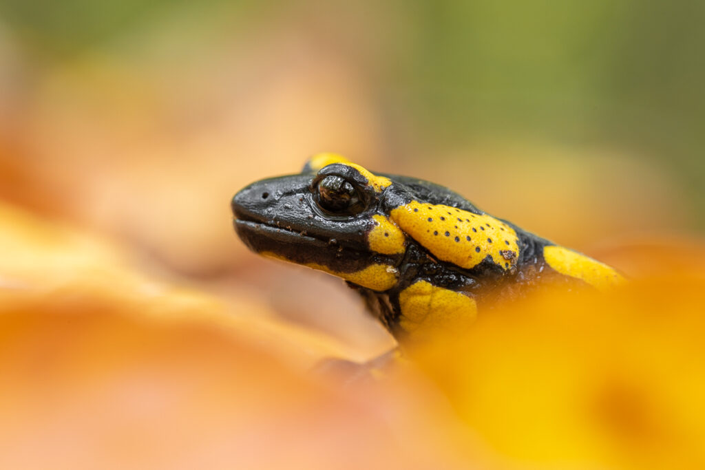 Mlok skvrnitý (Salamandra salamandra)