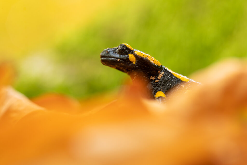 Mlok skvrnitý (Salamandra salamandra) v listí