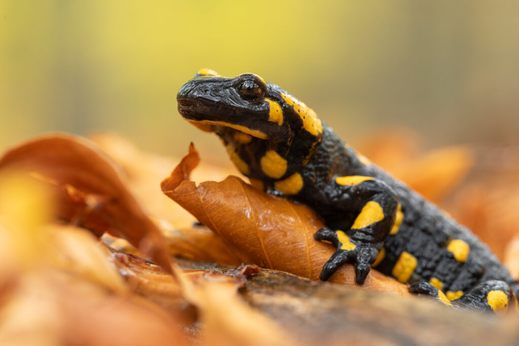 Mlok skvrnitý (Salamandra salamandra)