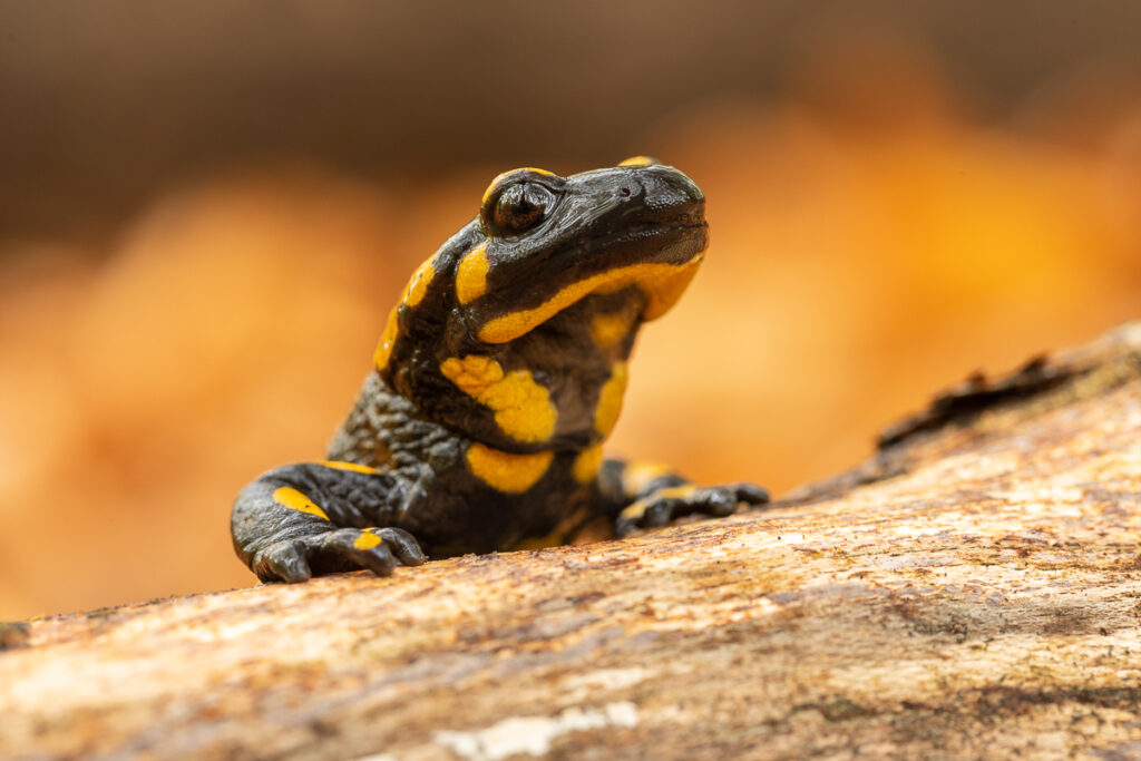 Mlok skvrnitý (Salamandra salamandra)