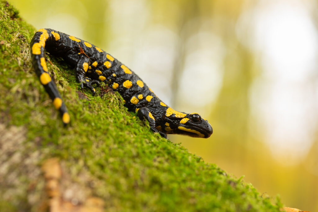 Mlok skvrnitý (Salamandra salamandra)
