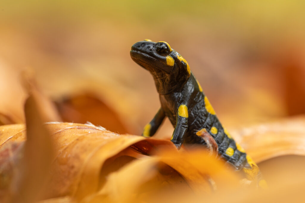 Mlok skvrnitý (Salamandra salamandra)