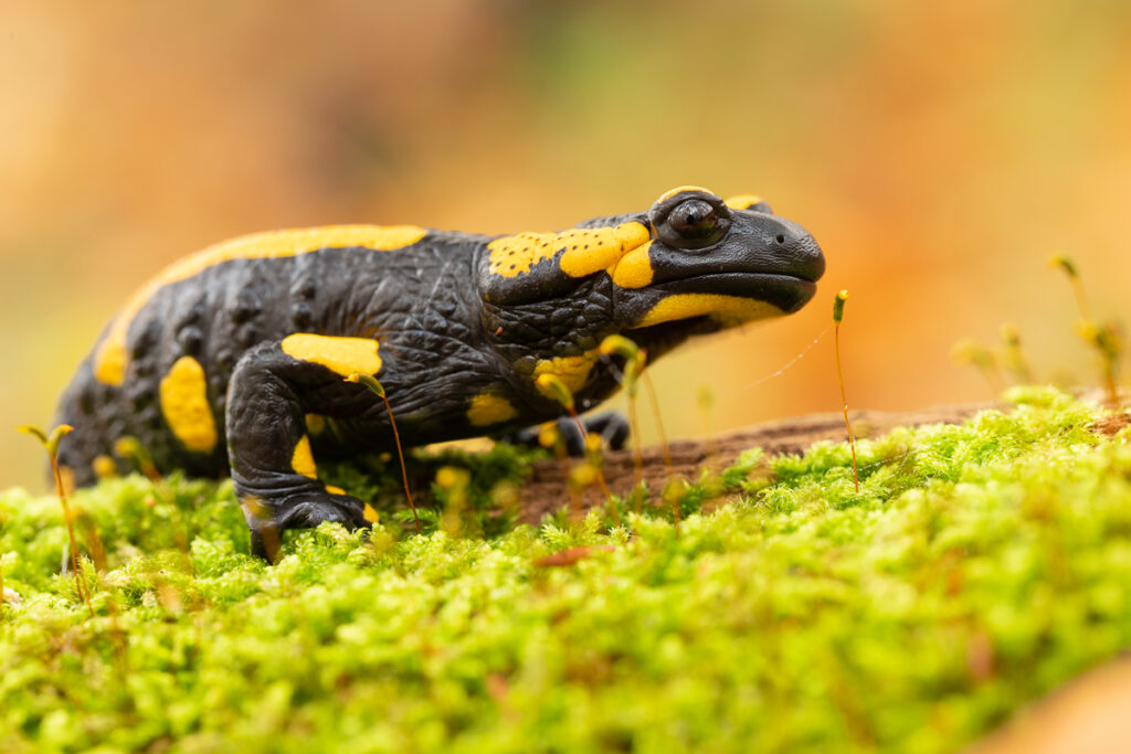 Mlok skvrnitý (Salamandra salamandra) v mechu
