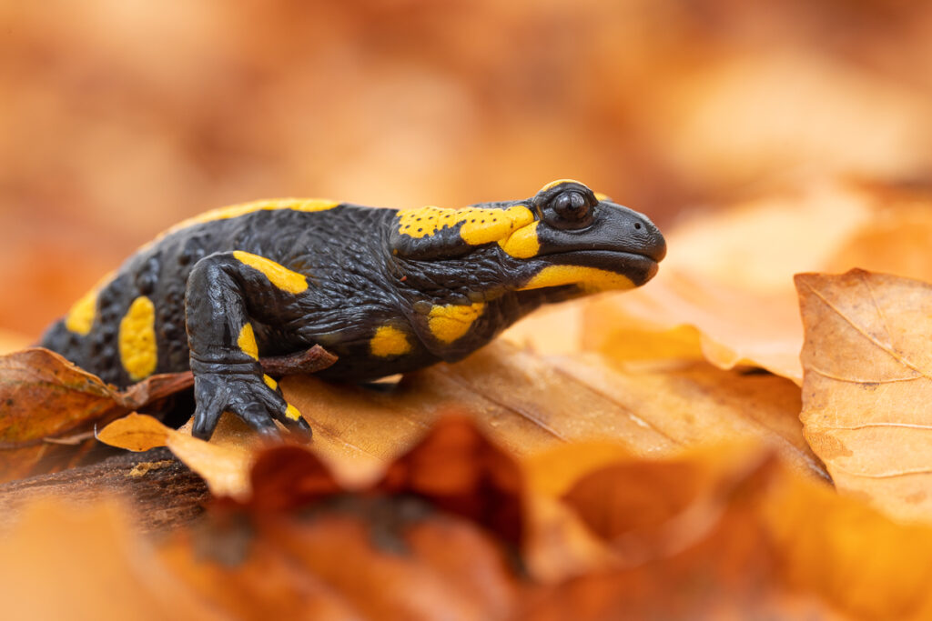 Mlok skvrnitý (Salamandra salamandra) v listí