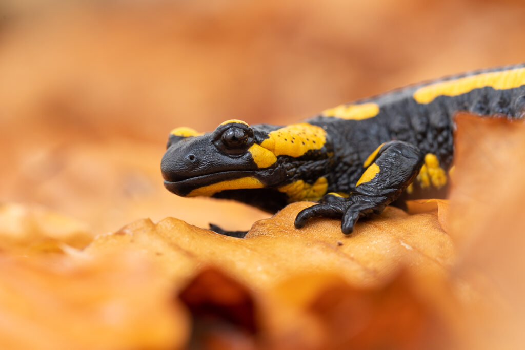 Mlok skvrnitý (Salamandra salamandra) v listí