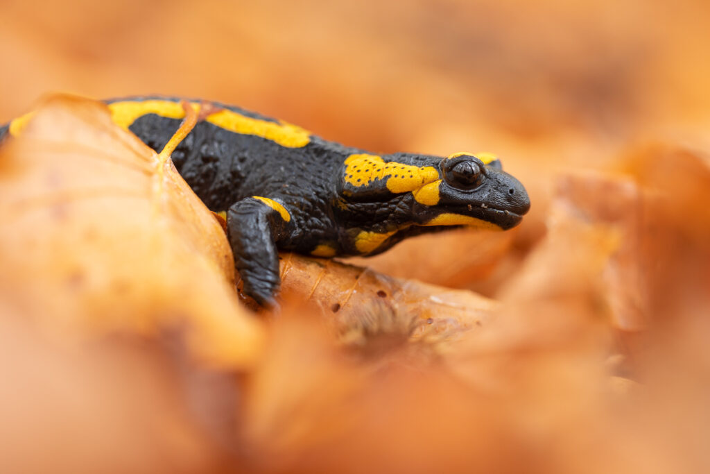Mlok skvrnitý (Salamandra salamandra) v listí