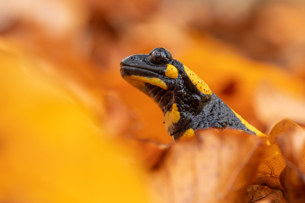 Mlok skvrnitý (Salamandra salamandra) v listí