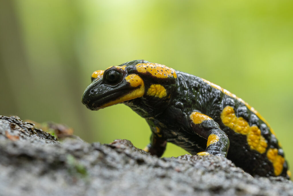 Mlok skvrnitý (Salamandra salamandra)