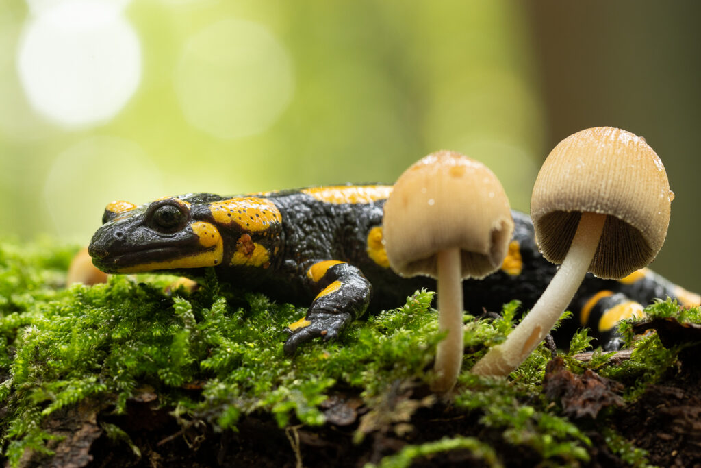 Mlok skvrnitý (Salamandra salamandra)